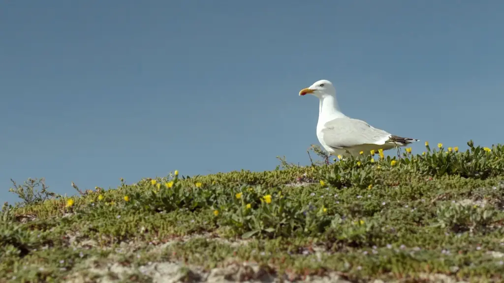 Los Desafíos de la Conservación en la Isla de Ons