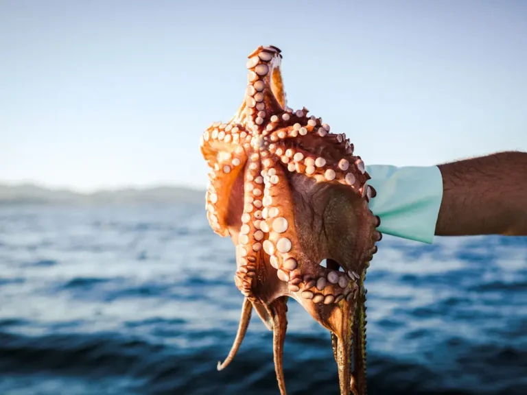 Un ecosistema privilegiado: la biodiversidad marina en la Isla de Ons