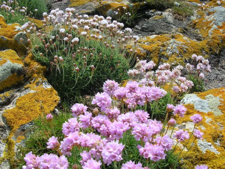 flora islas de ons