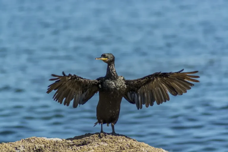 Avistamiento de aves- especies migratorias que visitan la Isla de Ons y su importancia en el ecosistema atlántico