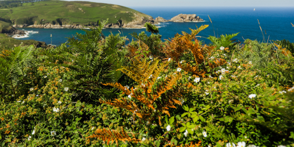 La Isla de Ons en primavera- flores, aves y el mejor momento para visitar este paraíso natural