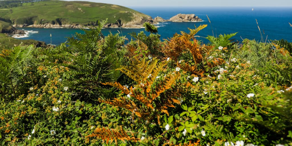 Conservación Isla de Ons